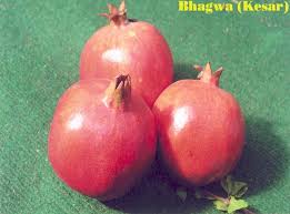 Pomegranate (Bhagwa Red), Maharashtra
