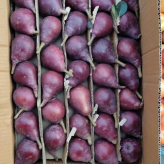 Pear Red Barlett