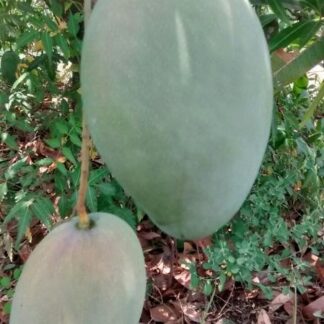 Mangoes, Imam Pasand (Himayat)