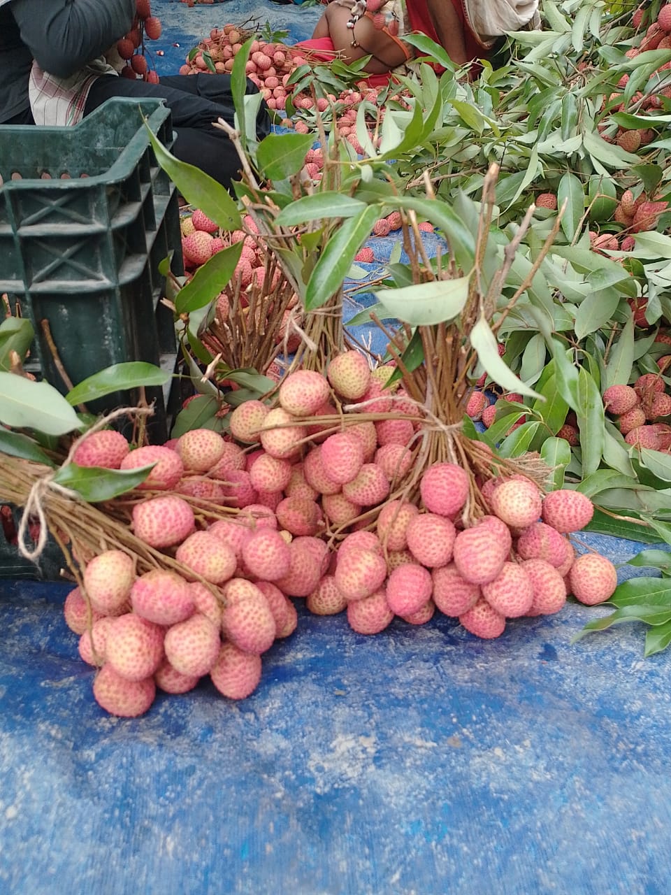 Shahi Litchi Muzaffarpur, Bihar