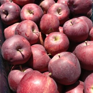 Apple Scarlet Red, Himachal