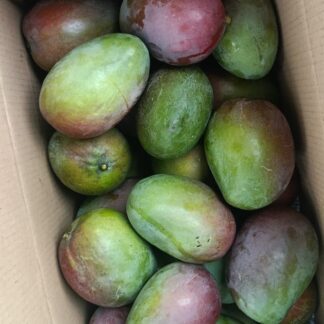 Ambika Mango (Premium)