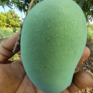 Kesar Mangoes, MH