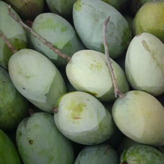 Mangoes Chaunsa, Lucknow