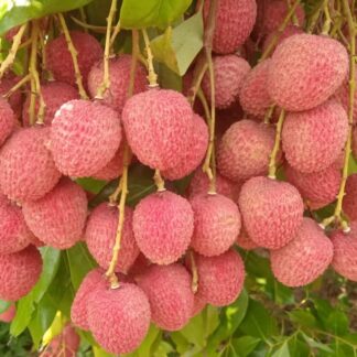 Litchi , Uttarakhand