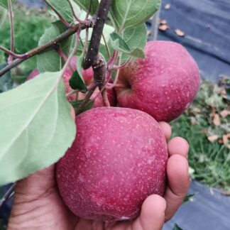 Apple Gala, Himachal