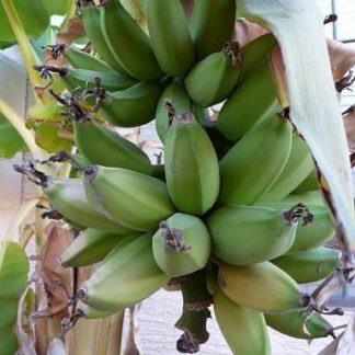 Rajapuri Bananas from SPK farmers in Maharashtra