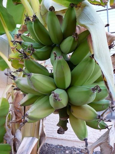 Rajapuri Bananas from SPK farmers in Maharashtra
