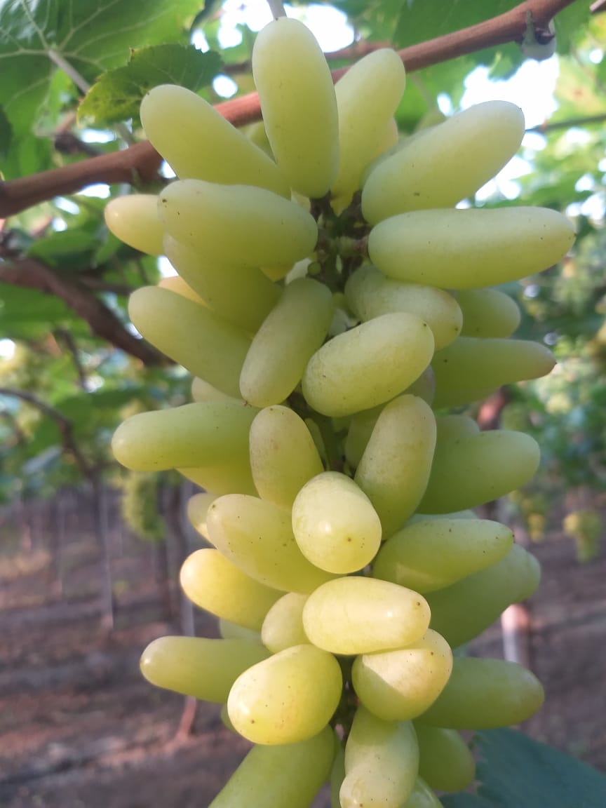 Green Grapes