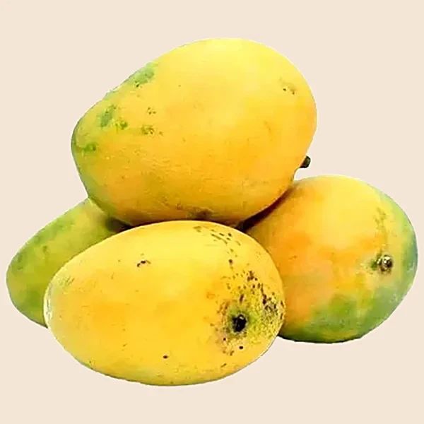 Banganapalli Mangoes, South India