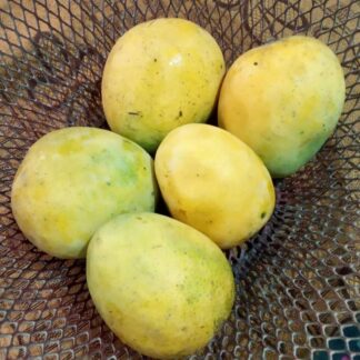 Himsagar  Mangoes (Bihar)