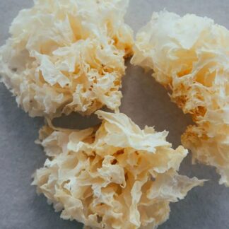 White Fungus