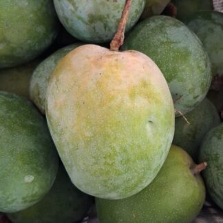 Rajapuri Mangoes, MH