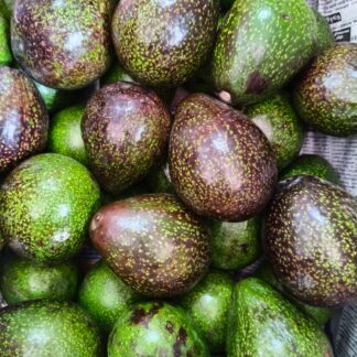 Avocado Kodaikanal