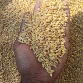 Bansi Wheat Grains