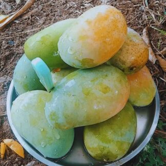 Mangoes Kesar, Gir, Gujrat (premium)