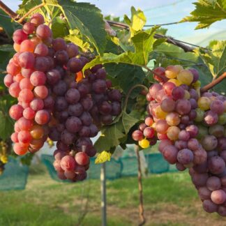 Paneer Red Grapes with Edible Seeds, TN